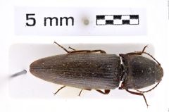Foto (Dorsalansicht) von Melanotus haucki (Platia, 2007) (NHMW-ZOO-COL-0007642)